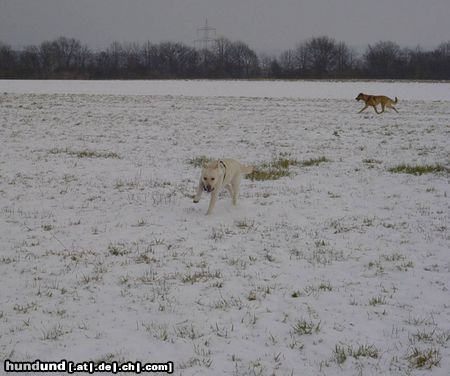 Labrador Retriever Lady - ist das schön im Schnee