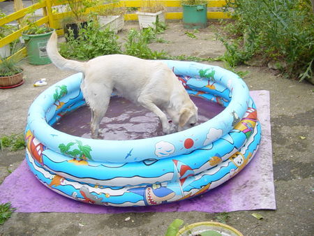 Labrador Retriever Hunde Foto 27789 in höherer Auflösung ansehen Labrador Retriever Lady liebt das Wasser