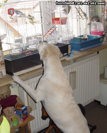 Labrador Retriever Hunde Foto 24768 in höherer Auflösung ansehen Labrador Retriever Lady mag Vögelchen