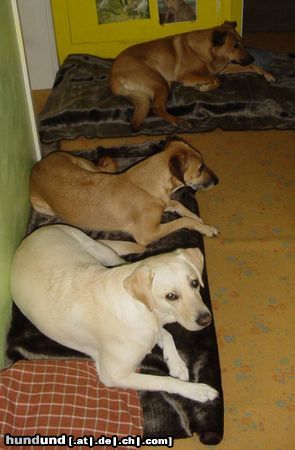 Labrador Retriever Hunde Foto 24770 in höherer Auflösung ansehen Labrador Retriever neue Hundefelle - sofort ausprobieren,ja-es liegt sich gut drauf.