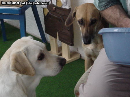 Labrador Retriever Hunde Foto 24771 in höherer Auflösung ansehen Labrador Retriever schmatz-wie lange dauerts noch,bis was aus der Schüssel fällt ?schmatz.....