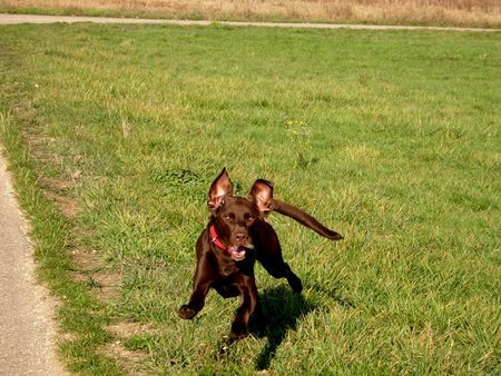 Labrador Retriever Hunde Foto 34961 in höherer Auflösung ansehen Labrador Retriever Nur fliegen ist schöner