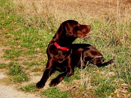 Labrador Retriever Hunde Foto 34967 in höherer Auflösung ansehen Labrador Retriever Murphy