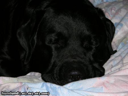 Labrador Retriever Hunde Foto 21318 in höherer Auflösung ansehen Labrador Retriever ARTHUS ( der schönste Hund auf der ganzen Welt!!!!), Kiel