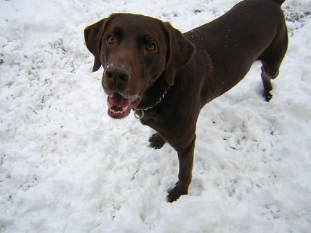 Labrador Retriever Hunde Foto 34970 in höherer Auflösung ansehen Labrador Retriever Murphy.