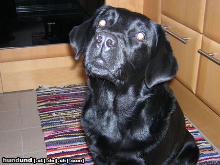 Labrador Retriever Sassja 