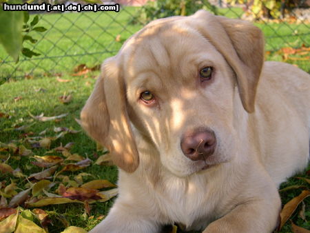 Labrador Retriever Hunde Foto 25292 in höherer Auflösung ansehen Labrador Retriever Penny mit 16 Wochen