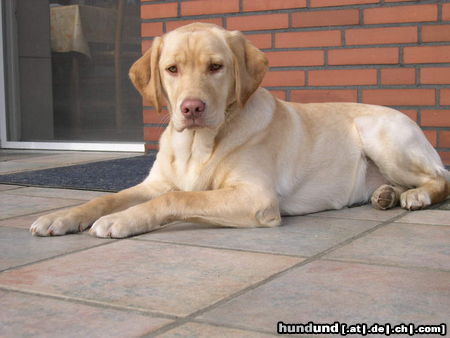 Labrador Retriever Hunde Foto 25293 in höherer Auflösung ansehen Labrador Retriever Penny mit 8 Monaten