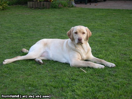 Labrador Retriever Hunde Foto 25294 in höherer Auflösung ansehen Labrador Retriever Penny mit 9 Monaten