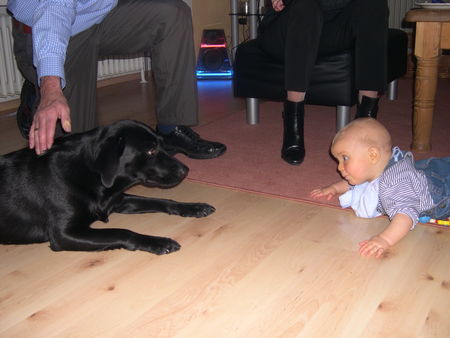 Labrador Retriever Hunde Foto 27181 in höherer Auflösung ansehen Labrador Retriever Schau mir in die Augen Kleiner