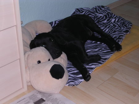 Labrador Retriever Hunde Foto 38141 in höherer Auflösung ansehen Labrador Retriever snoopy's 1.tag bei uns