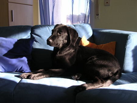 Labrador Retriever Hunde Foto 38140 in höherer Auflösung ansehen Labrador Retriever Mein labby snoopy, da war er grad n halbes jahr alt und doch schon so gross