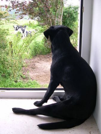 Labrador Retriever Hunde Foto 27180 in höherer Auflösung ansehen Labrador Retriever Ich hab meine Herde im Blick