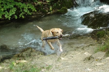 Labrador Retriever Hunde Foto 40272 in höherer Auflösung ansehen Labrador Retriever crazy
