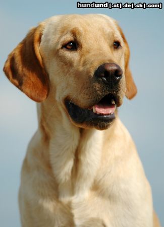 Labrador Retriever Hunde Foto 23622 in höherer Auflösung ansehen Labrador Retriever Philipp