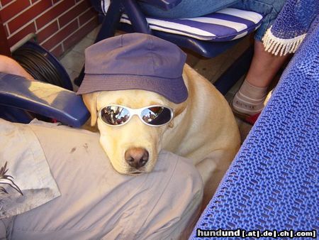 Labrador Retriever Hunde Foto 24120 in höherer Auflösung ansehen Labrador Retriever Is Cool men!