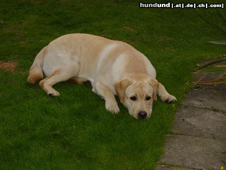 Labrador Retriever Hunde Foto 24121 in höherer Auflösung ansehen Labrador Retriever Laaaangweilig!!!