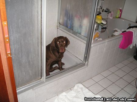 Labrador Retriever Hunde Foto 17389 Labrador Retriever Viel Spaß am Baden !!