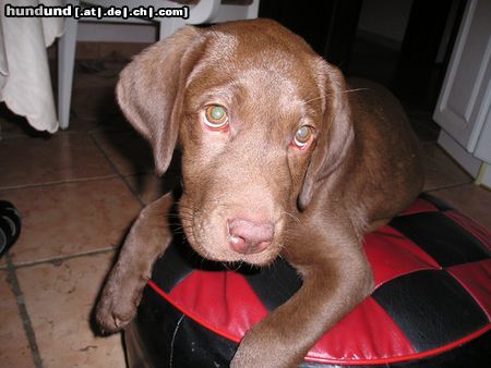 Labrador Retriever Delia mit Unschuldsmiene