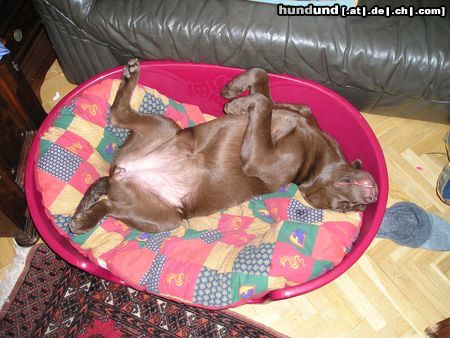 Labrador Retriever Hunde Foto 17390 Labrador Retriever Süße Träume