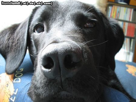 Labrador Retriever Baghira mit der dicken Nase