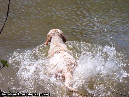 Labrador Retriever Hunde Foto 21221 Labrador Retriever schwimmen....