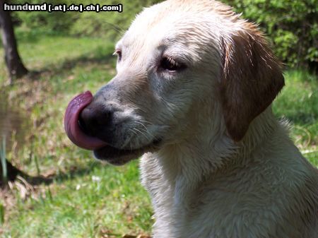 Labrador Retriever Hunde Foto 21091 Labrador Retriever Ist die nicht süß, unsre Ronja.....