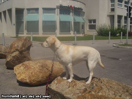 Labrador Retriever Alena  im Stand
