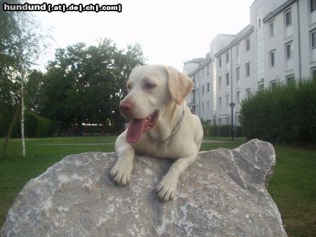 Labrador Retriever Alena liegt auf Stein