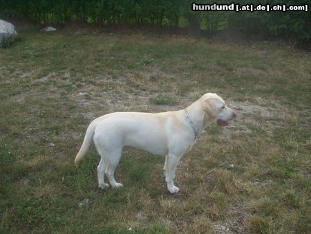 Labrador Retriever Aik