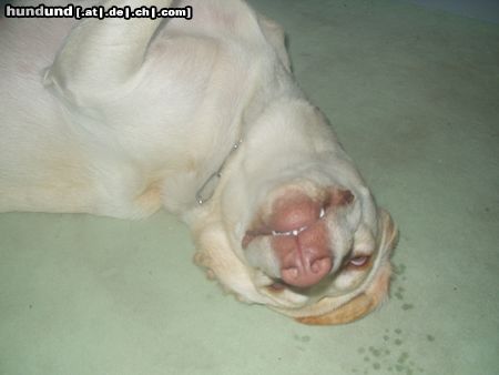 Labrador Retriever Alena spielt toter Hund