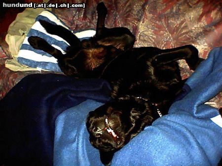 Labrador Retriever Hunde Foto 7880 Labrador Retriever sooo müde.......!!