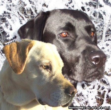 Labrador Retriever Hunde Foto 17950 in höherer Auflösung ansehen Labrador Retriever Tolle Köpfe