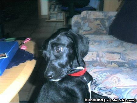 Labrador Retriever