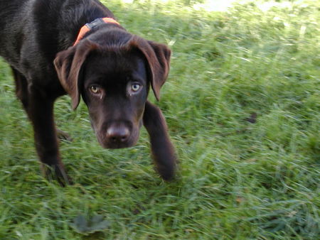 Labrador Retriever Hunde Foto 26892 Labrador Retriever Mr.Jingels 5 Monate
