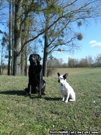 Labrador Retriever Dreamteam Lotte u Timmy