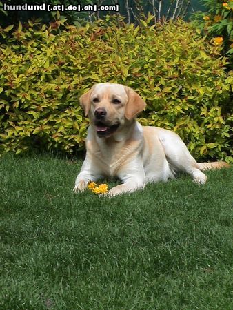 Labrador Retriever Unser Sammy 