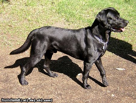 Labrador Retriever Hunde Foto 21678 in höherer Auflösung ansehen Labrador Retriever Sniper, 18Mon.