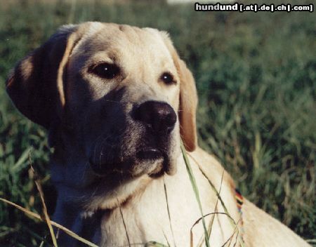 Labrador Retriever Hunde Foto 23156 Labrador Retriever Mein Duke, der hübscheste Labrador Rüde