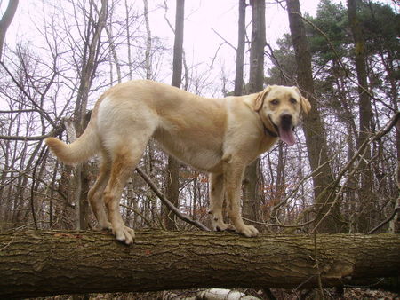 Labrador Retriever Hunde Foto 31257 Labrador Retriever Hoffentlich fall ich nicht runter