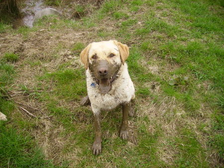 Labrador Retriever Hunde Foto 31256 Labrador Retriever Oh da bin ich wohl ein bisschen dreckig geworden *g*