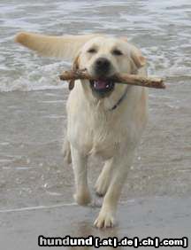 Labrador Retriever Hunde Foto 16068 in höherer Auflösung ansehen Labrador Retriever Einstein am Meer