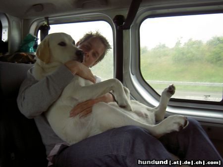 Labrador Retriever Schoßhündchen...?!?