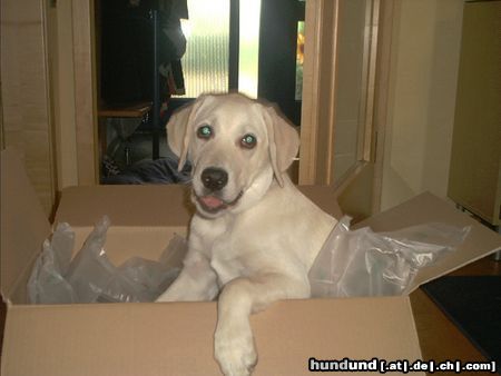 Labrador Retriever Hunde Foto 9365 Labrador Retriever Eisi (ICE CUBE) im Karton