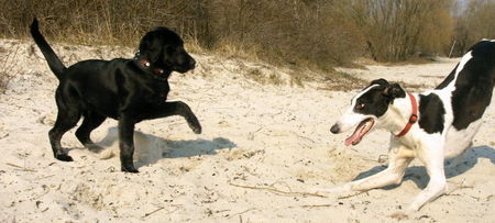 Labrador Retriever Hunde Foto 38456 Labrador Retriever Labbiwelpe und Galgo im Spiel