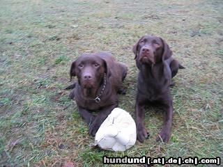 Labrador Retriever Hunde Foto 8551 Labrador Retriever Elli (rechts) und ihre Mama