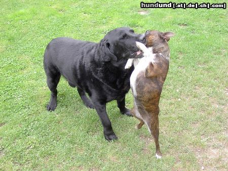 Labrador Retriever Archi 12 Jahre u.Gipsy (Bostonterrier) 2,5 Jahre