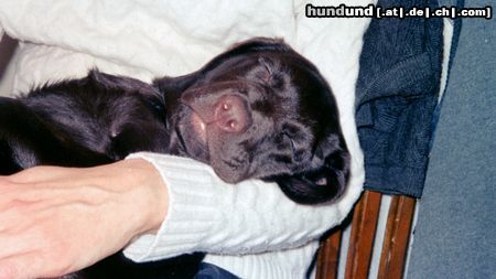 Labrador Retriever Hunde Foto 15508 in höherer Auflösung ansehen Labrador Retriever