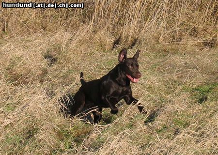 Labrador Retriever Hunde Foto 16641 Labrador Retriever Pause nach Labimanieren