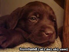 Labrador Retriever Fabia als Welpe